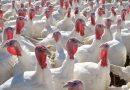 Detectado un foco de gripe aviar en una explotación de pavos de Arahal