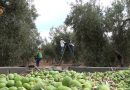 Agricultores de Arahal piden al Ayuntamiento reforzar la seguridad en el campo
