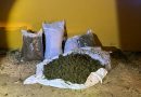 Incautados unos 80 kilos de marihuana en un chalet de Mantequero en Arahal
