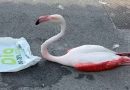 Fallece el flamenco encontrado en Arahal