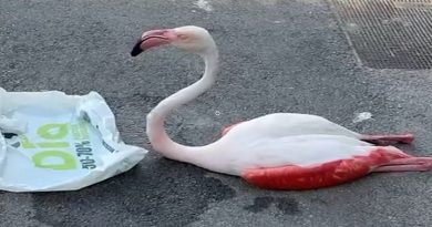 Fallece el flamenco encontrado en Arahal