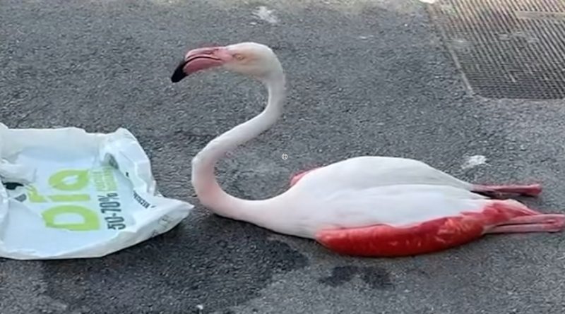 Fallece el flamenco encontrado en Arahal