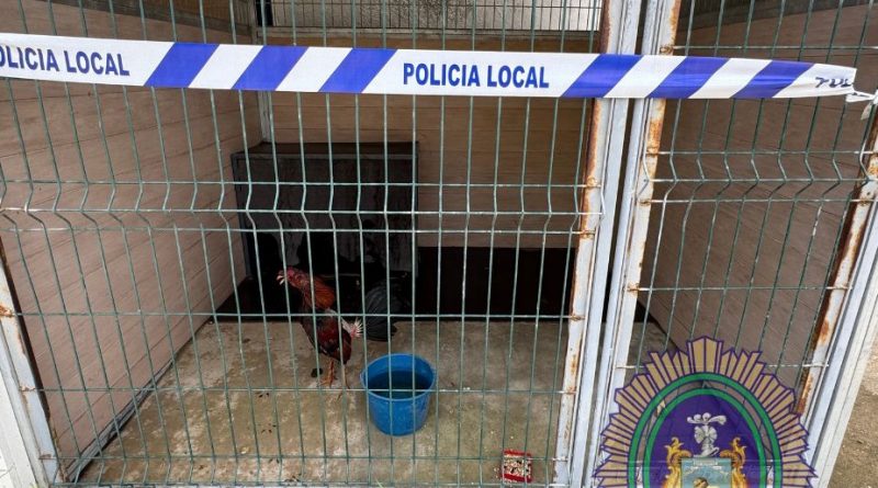 Rescatados dos gallos malheridos de un contenedor soterrado de Arahal