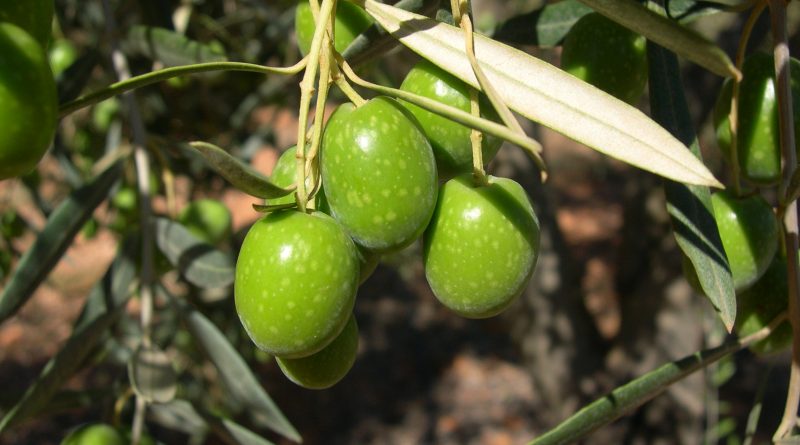 Sevilla no puede perder el origen de sus aceitunas